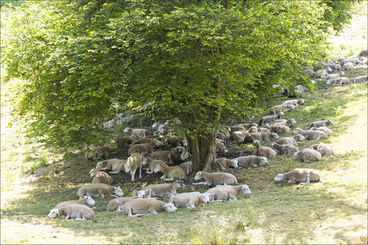 schapen wales